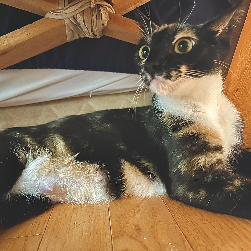 Mama Sage, a Adoptable Domestic Short Hair in Silver Spring, MD image 3/3
