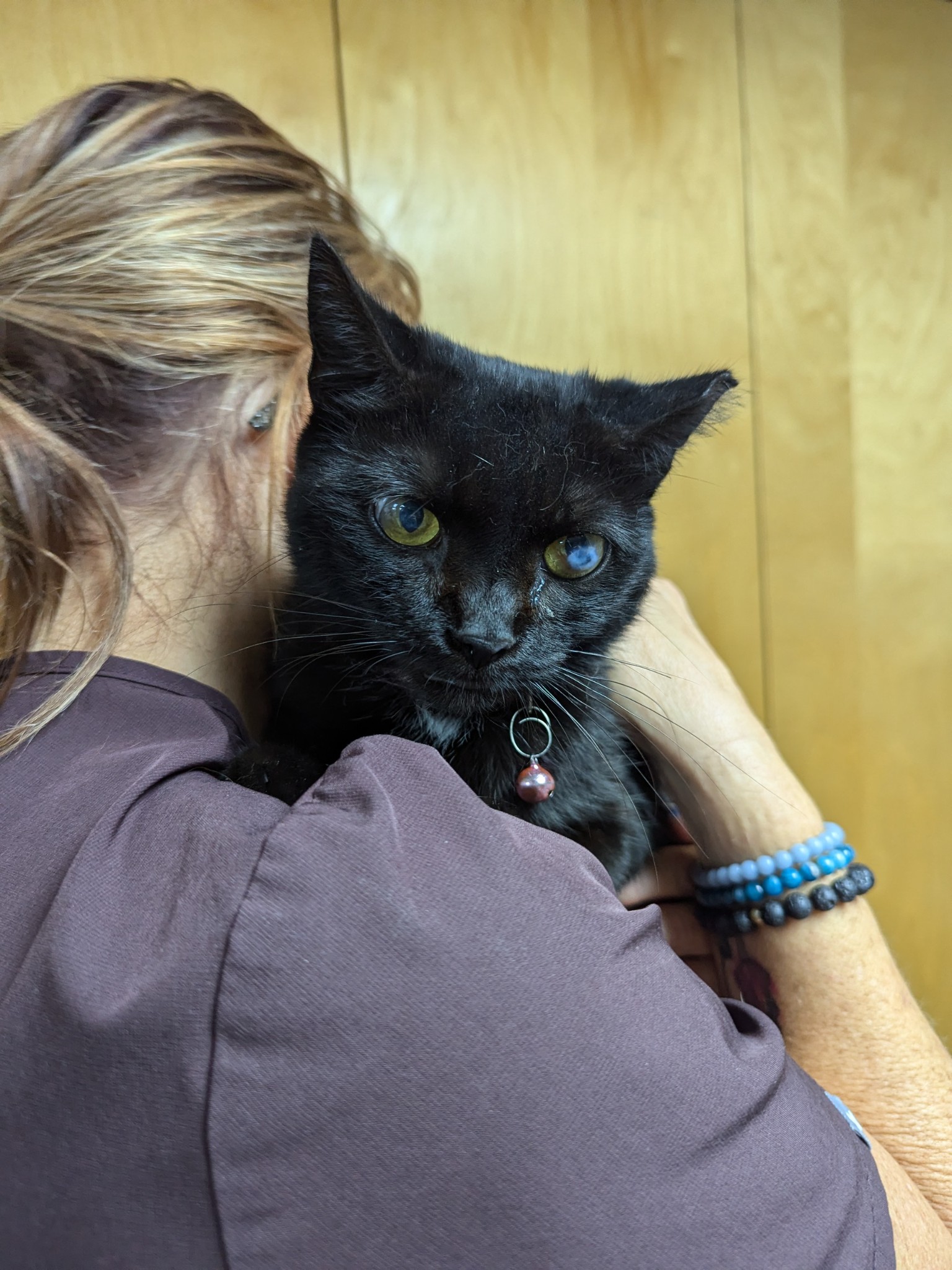 Chaka Khan, Adoptable, Adult Female Domestic Short Hair.