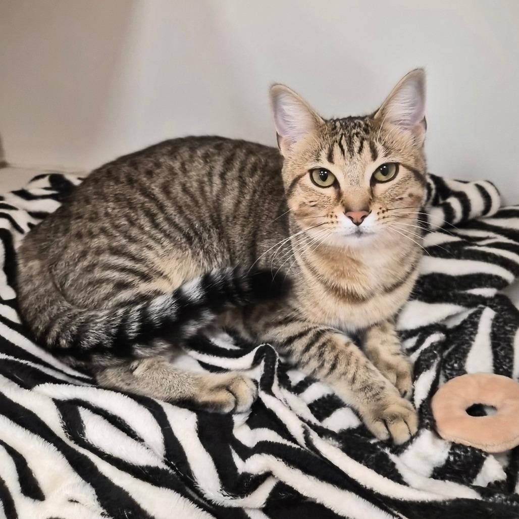 Thora, Adoptable, Young Female Domestic Short Hair & Mixed Breed.