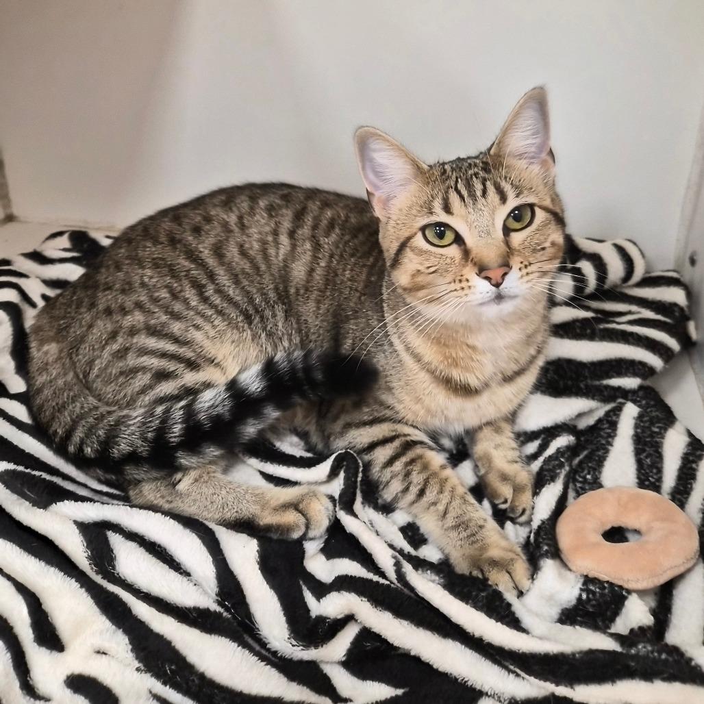 Enlarge Thora, a Adoptable mixed breed in Woodstock, IL image 2/6