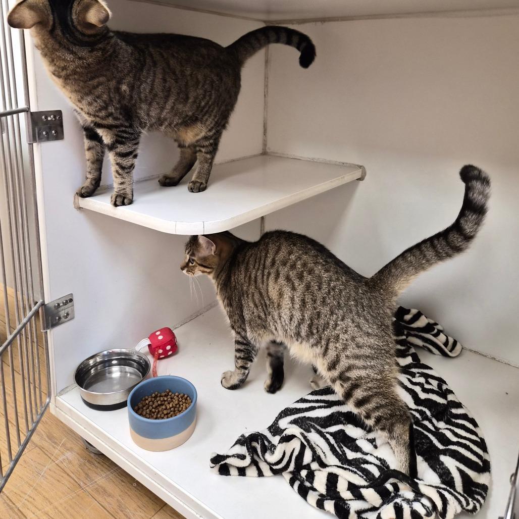 Enlarge Thora, a Adoptable mixed breed in Woodstock, IL image 3/6