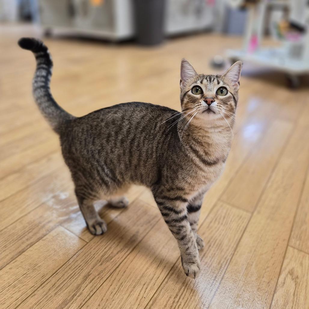 Enlarge Thora, a Adoptable mixed breed in Woodstock, IL image 4/6