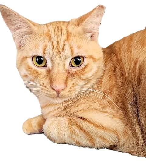 Butterscotch, a Adoptable mixed breed in san francisco, CA image 5/6