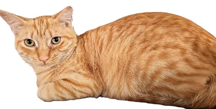 Butterscotch, Adoptable, Adult Male American Shorthair & Domestic Short Hair.