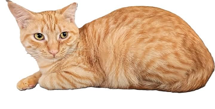 Butterscotch, a Adoptable mixed breed in san francisco, CA image 2/6