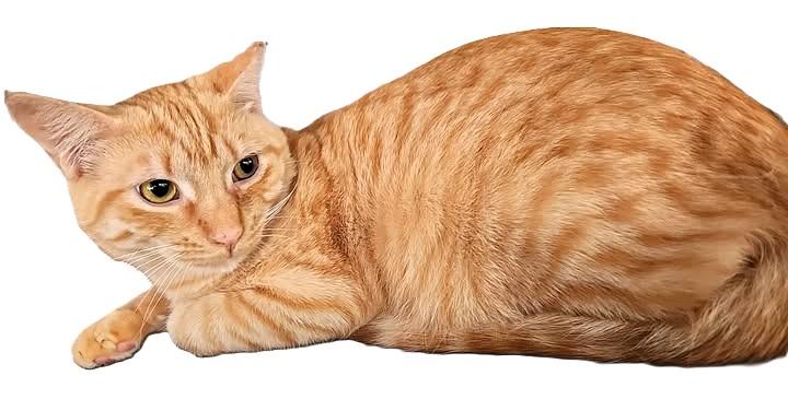 Butterscotch, a Adoptable mixed breed in san francisco, CA image 6/6