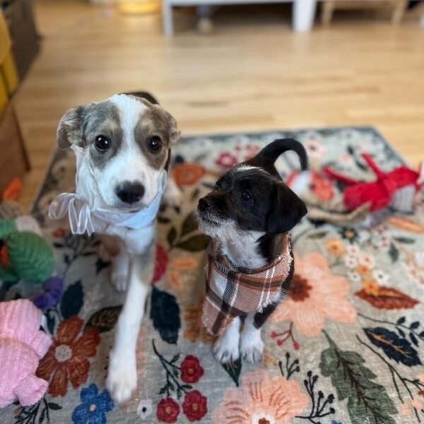 Gizma lots of kisses