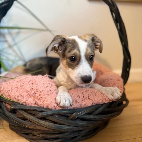 Gizma lots of kisses — thumbnail 2