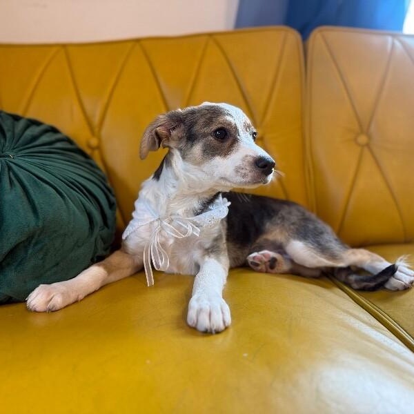 Gizma lots of kisses — thumbnail 3