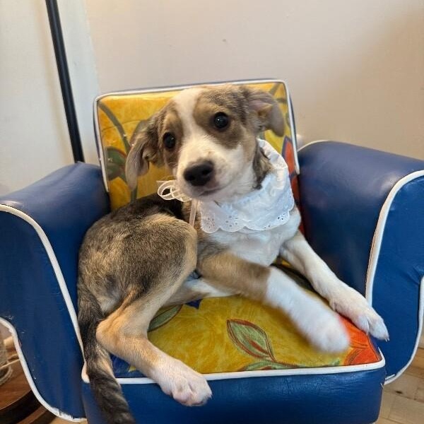 Gizma lots of kisses — thumbnail 4