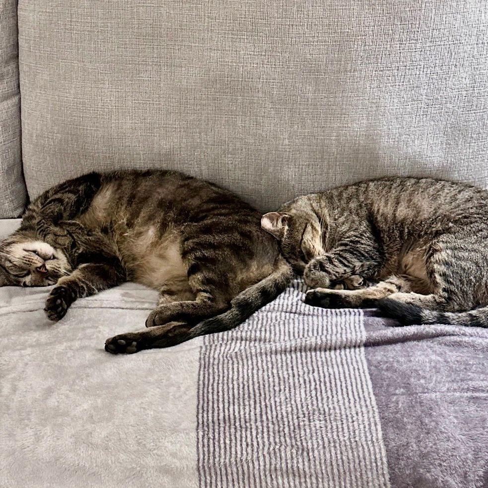 Euni, Adoptable, Young Female Domestic Short Hair.