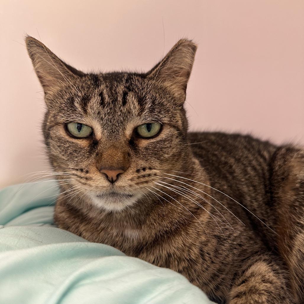 Enlarge Euni, a Adoptable Domestic Short Hair in Boston, MA image 3/4