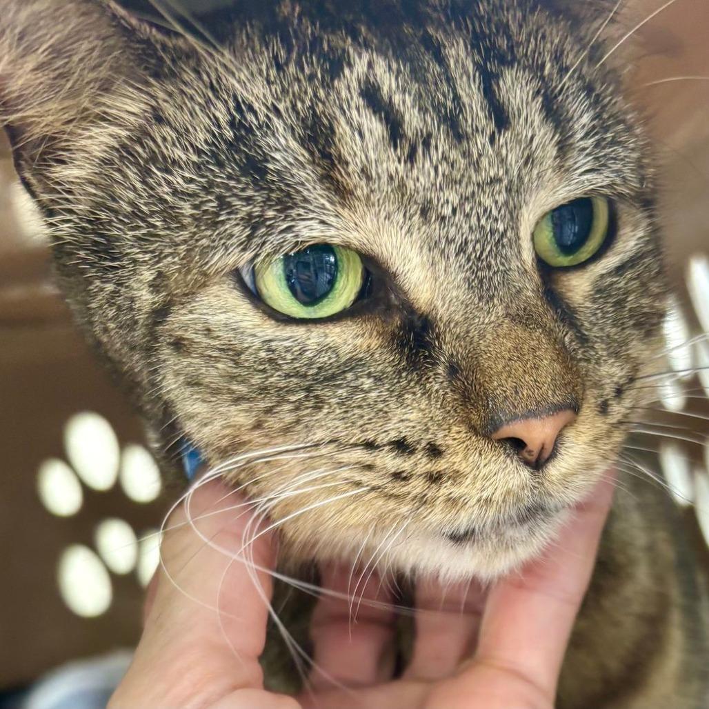 Enlarge Euni, a Adoptable Domestic Short Hair in Boston, MA image 3/3