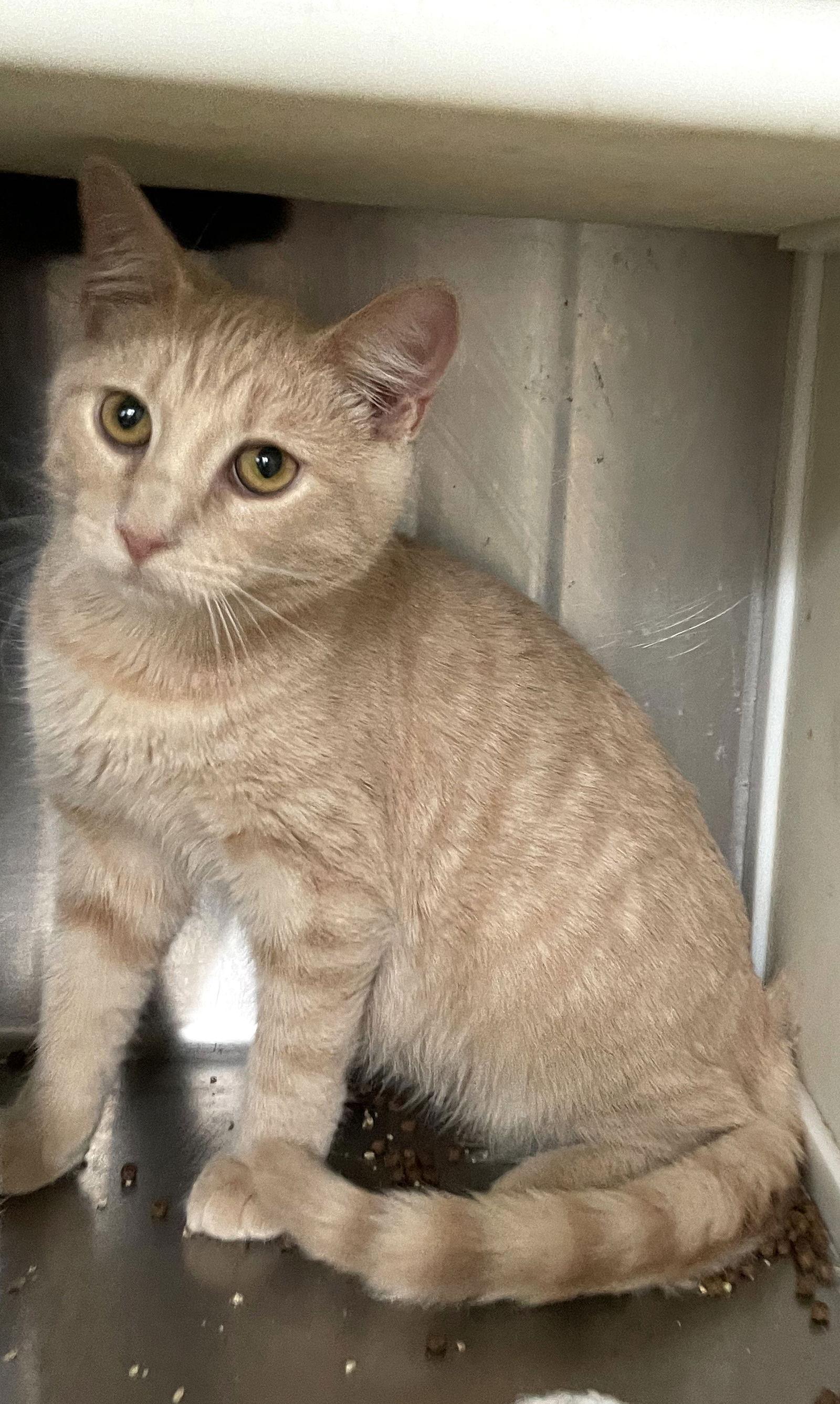 Enlarge Nicks, a Adopted Tabby in Carrollton, GA image 1/3