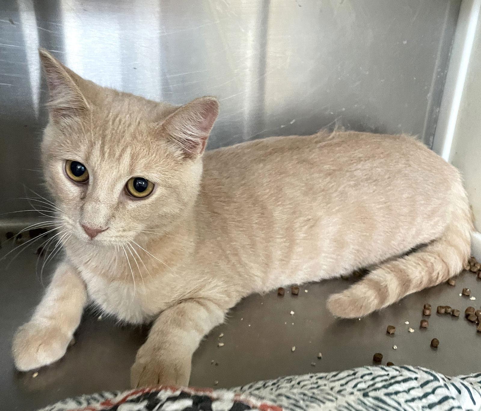 Enlarge Nicks, a Adopted Tabby in Carrollton, GA image 2/3