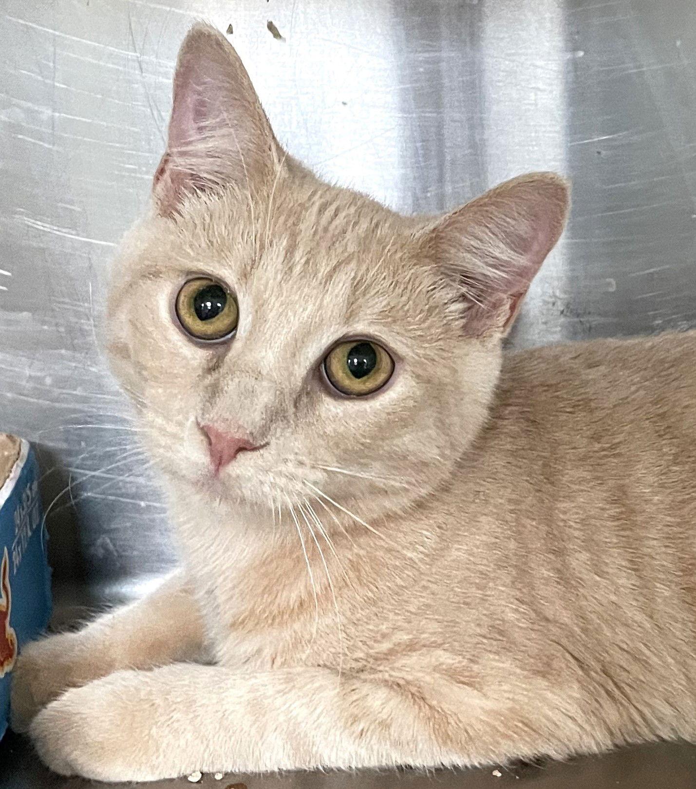 Enlarge Nicks, a Adopted Tabby in Carrollton, GA image 3/3