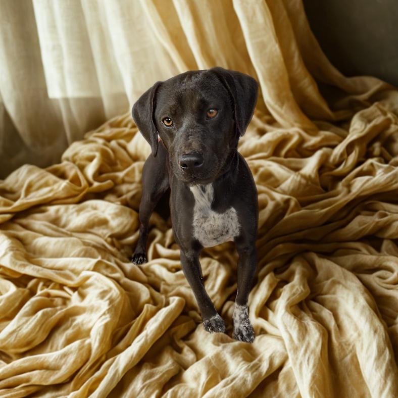 Enlarge Fred, a Adoptable mixed breed in Tylertown, MS image 2/3