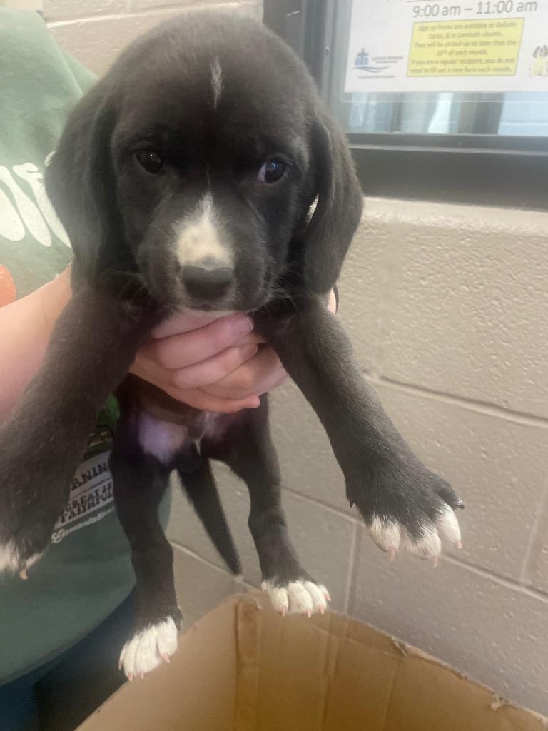 Boots, Adoptable, Puppy Male Mixed Breed.