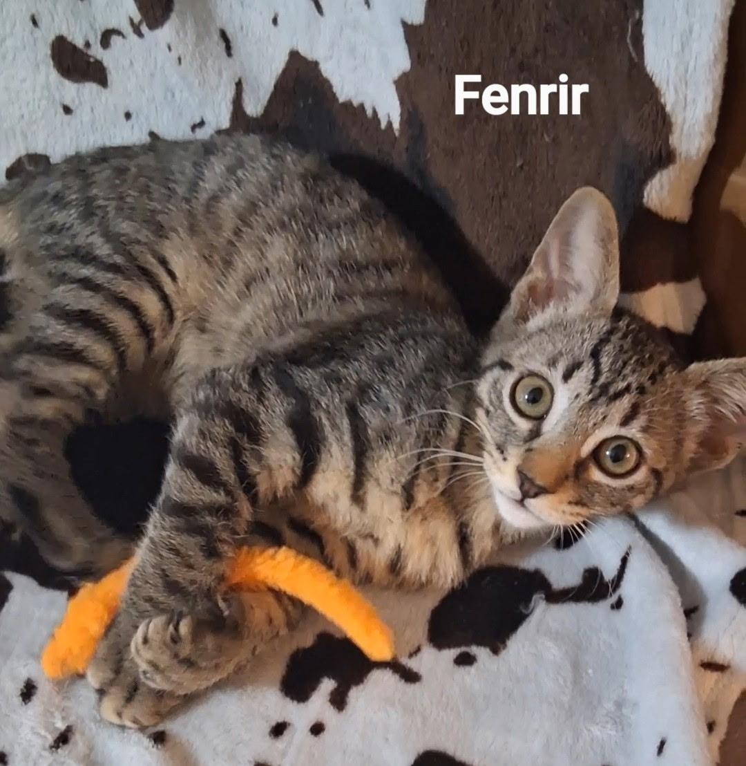 Fenrir, Adoptable, Young Male Domestic Short Hair.