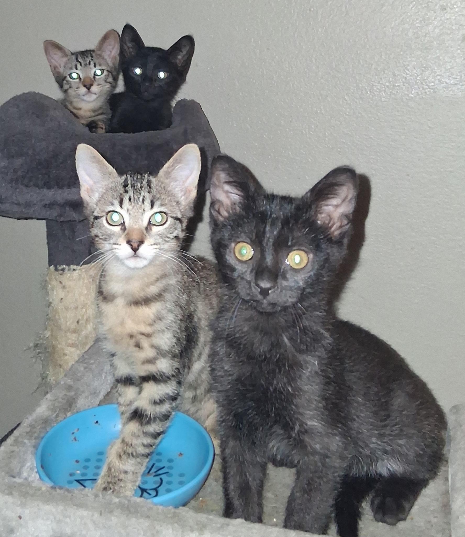 Enlarge Fenrir, a Adoptable Domestic Short Hair in Lubbock, TX image 2/2