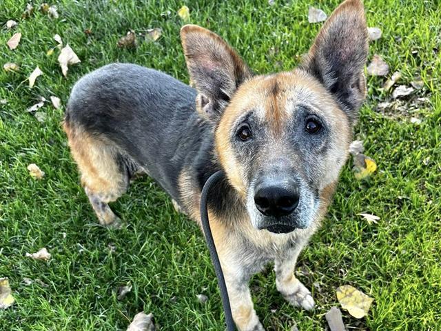 Enlarge BEAR, a Adoptable German Shepherd Dog in Martinez, CA image 1/1