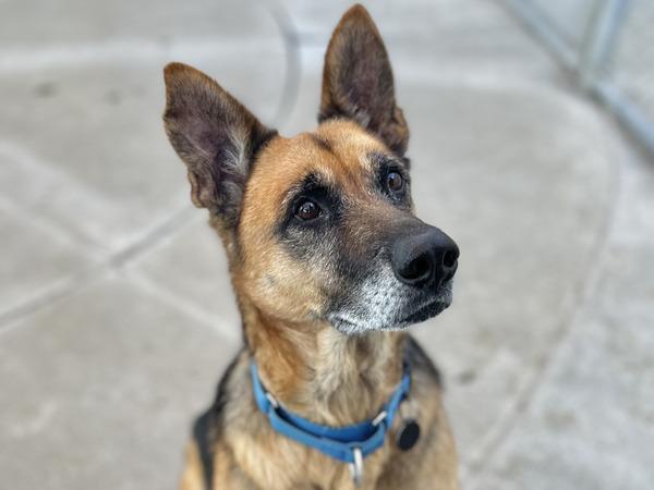 Enlarge BEAR, a Adoptable German Shepherd Dog in Martinez, CA image 1/1