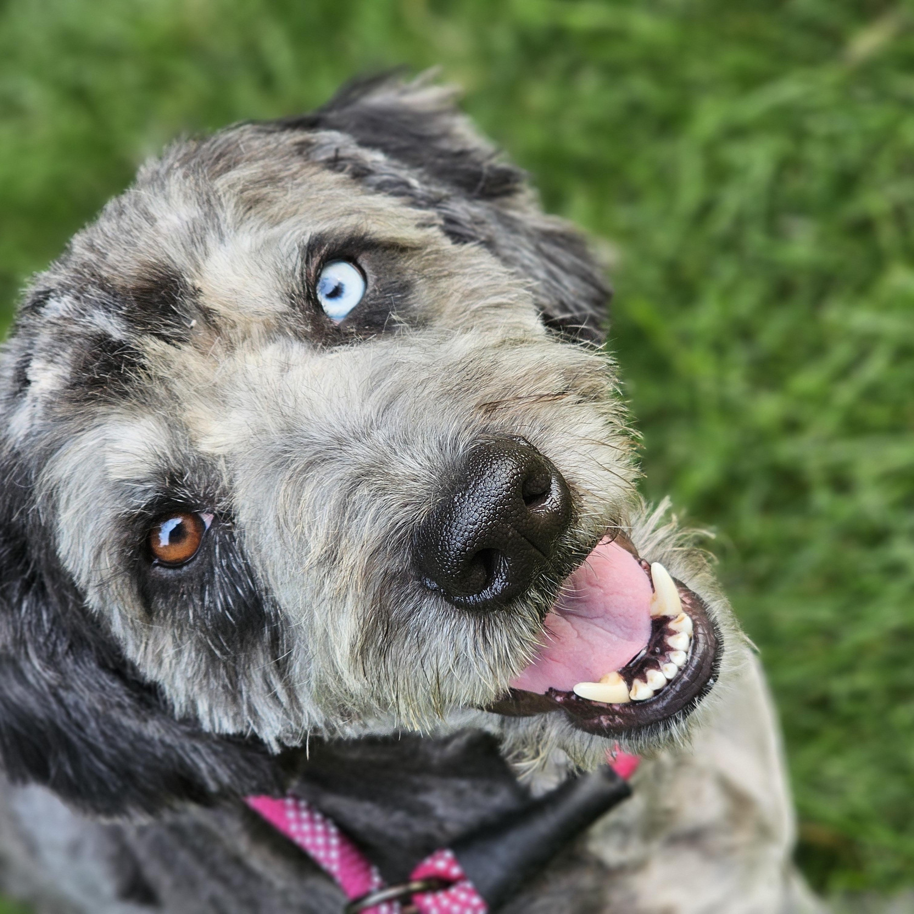 Enlarge Chewy aussiedoodle so il, a Adoptable Aussiedoodle in MURPHYSBORO , IL image 3/6