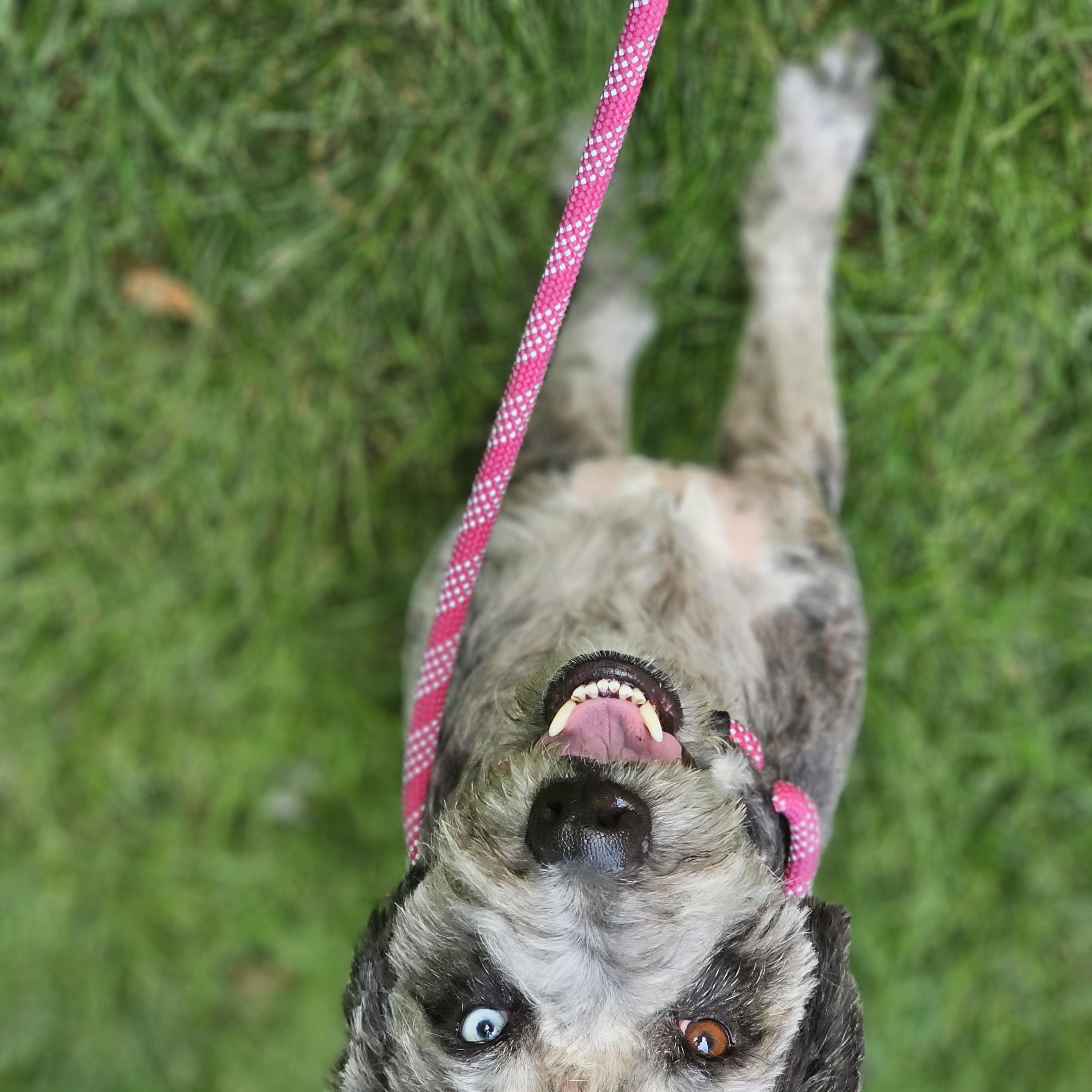 Enlarge Chewy aussiedoodle so il, a Adoptable Aussiedoodle in MURPHYSBORO , IL image 4/6