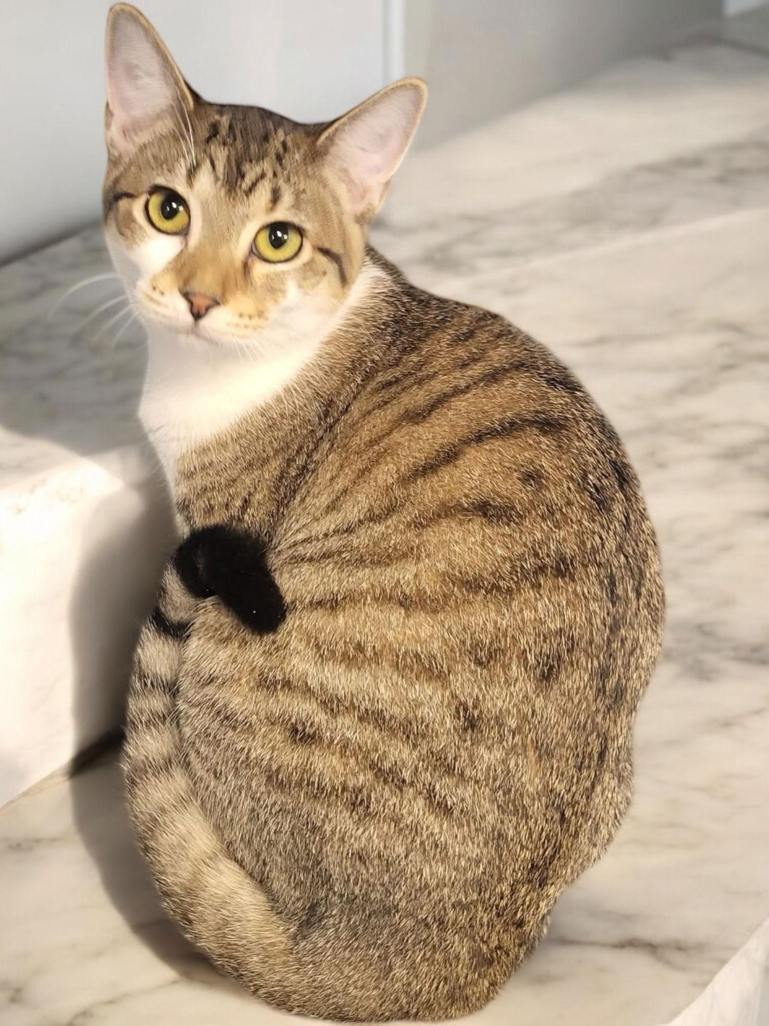 Enlarge Winnie, a Adoptable Domestic Short Hair in Champaign, IL image 1/3