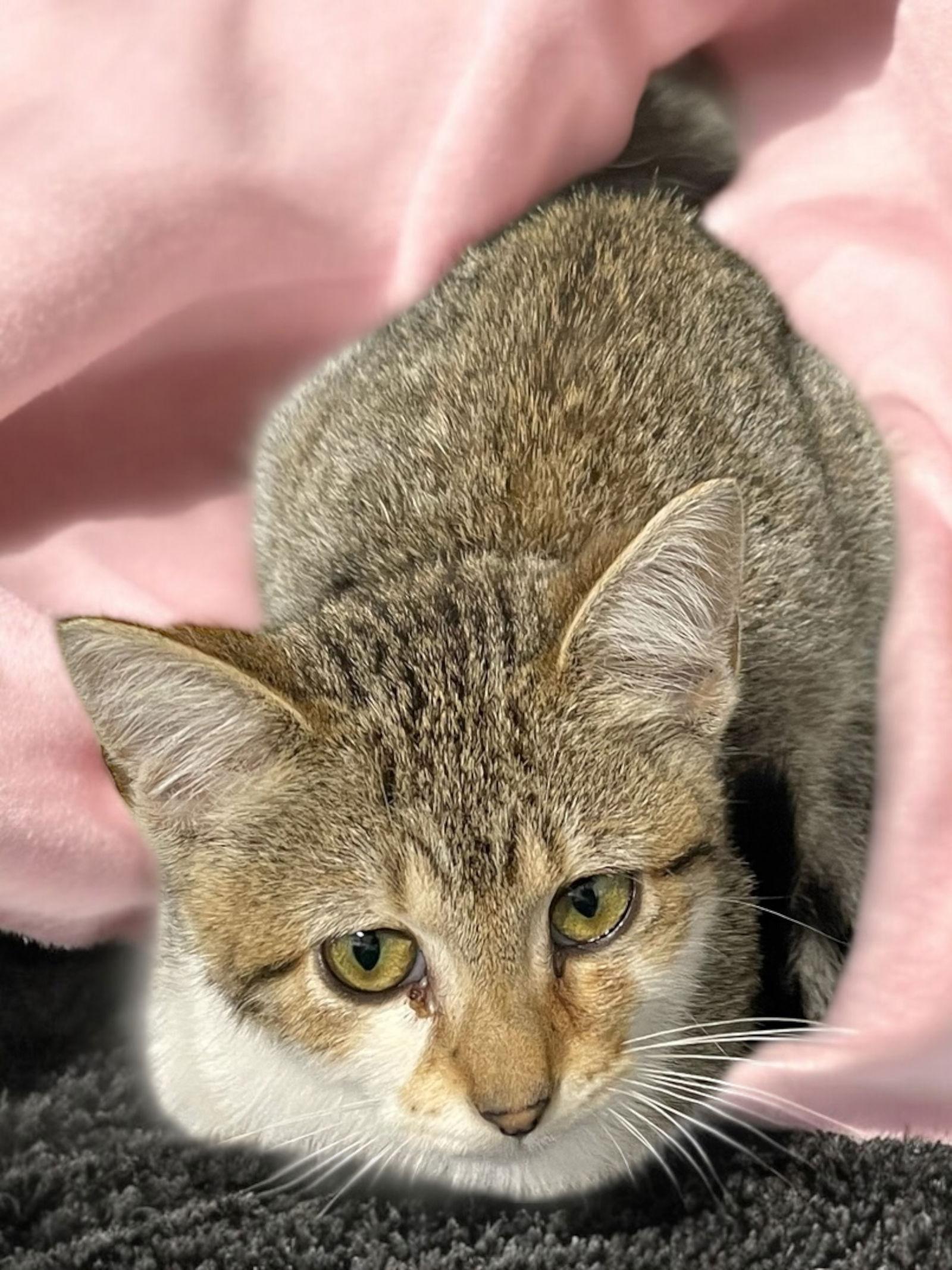 Enlarge Winnie, a Adoptable Domestic Short Hair in Champaign, IL image 2/3