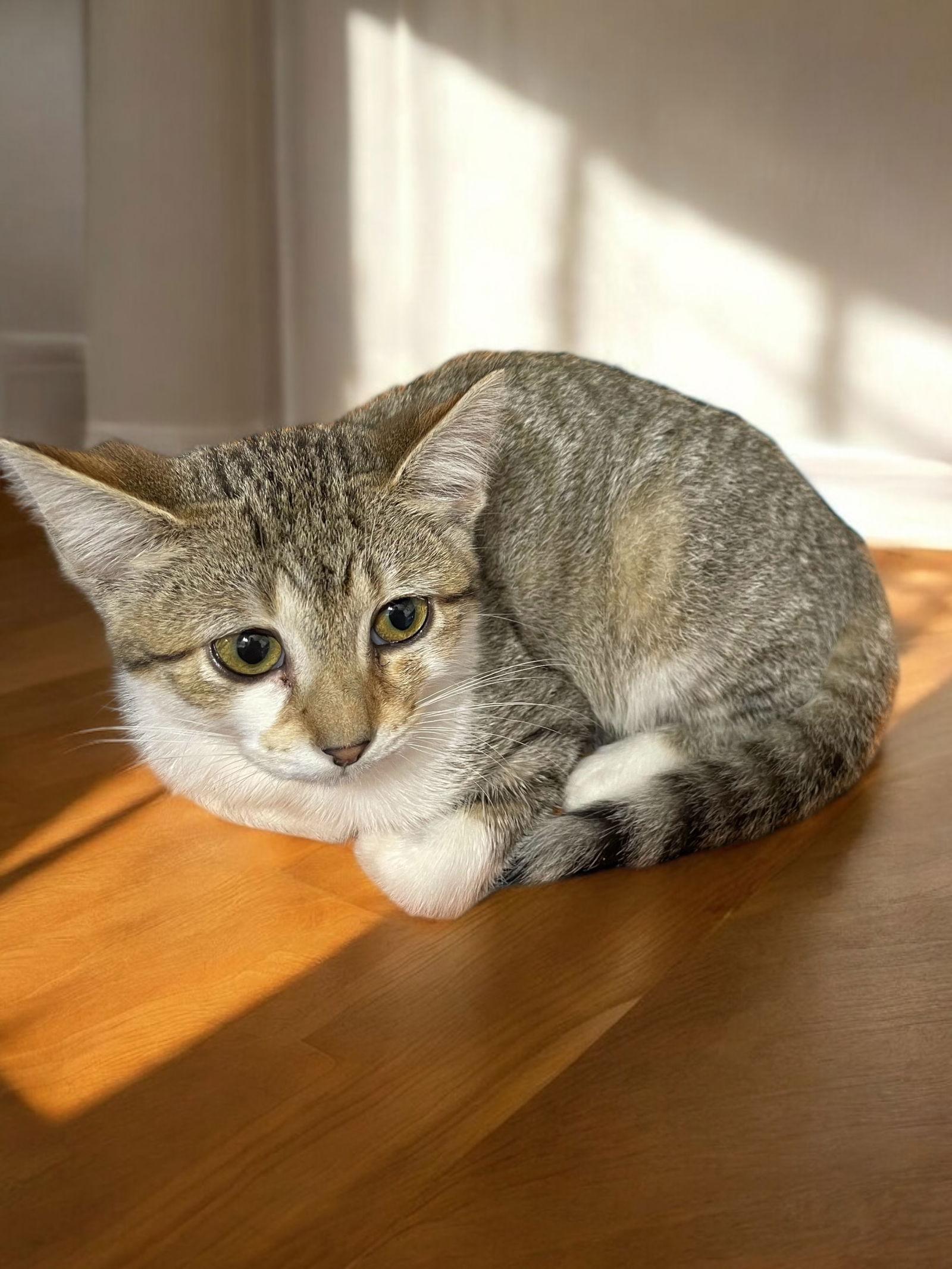 Winnie, Adoptable, Kitten Female Domestic Short Hair.