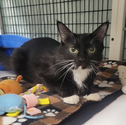 Lyric, Adoptable, Young Female Domestic Short Hair & Domestic Short Hair.