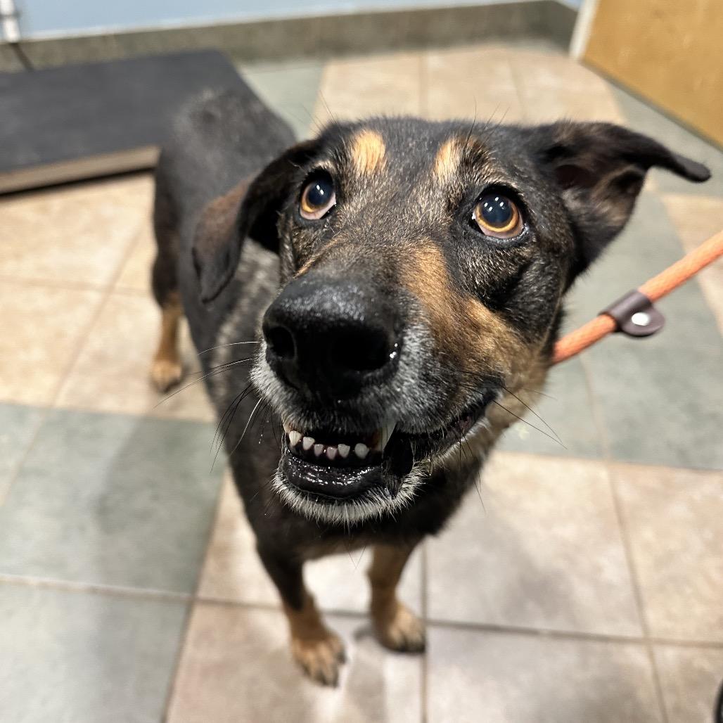 Enlarge Juniper, a Adoptable Mixed Breed in Chattanooga, TN image 1/1