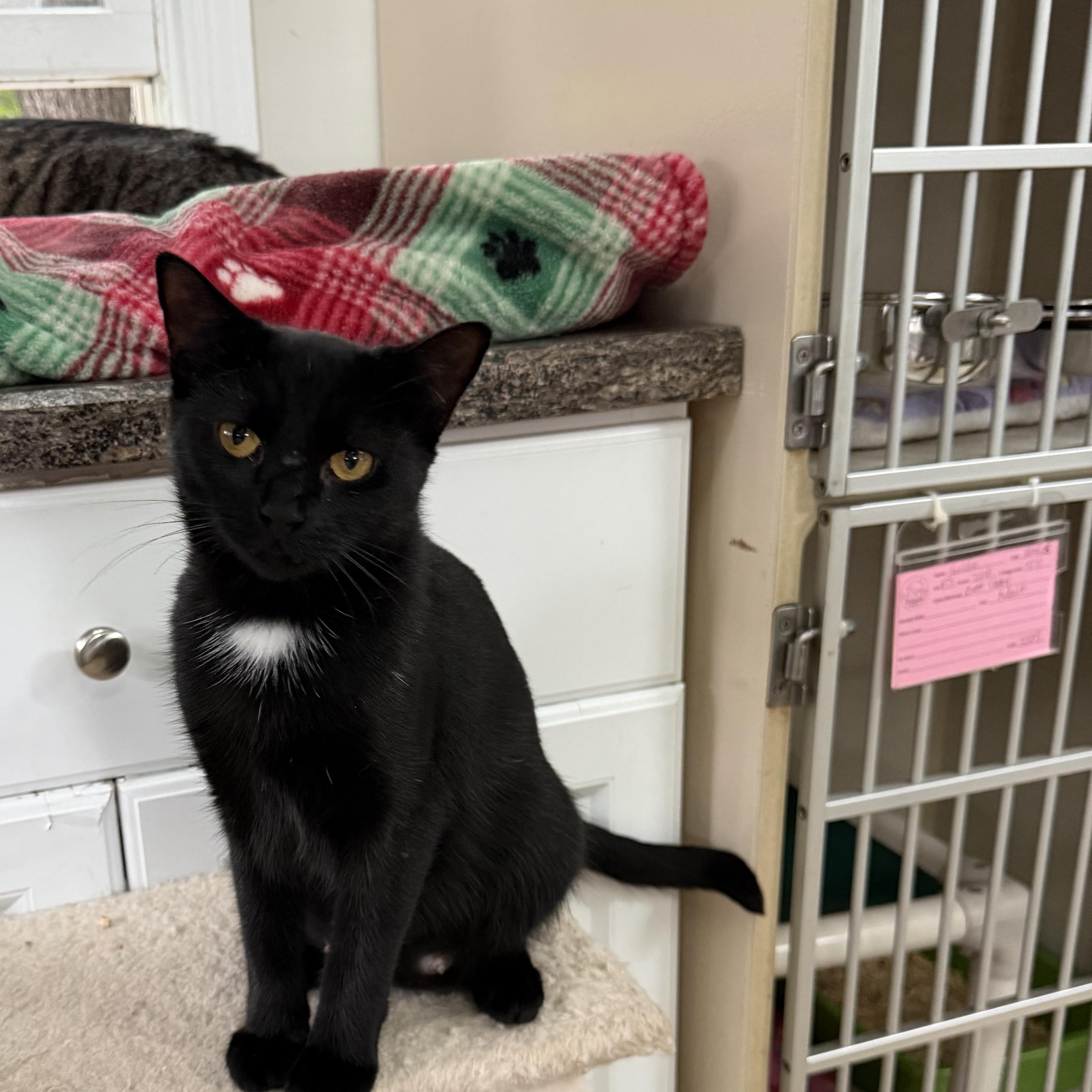 Enlarge JASMINE, a Adoptable Domestic Short Hair in Hamilton, NJ image 1/3