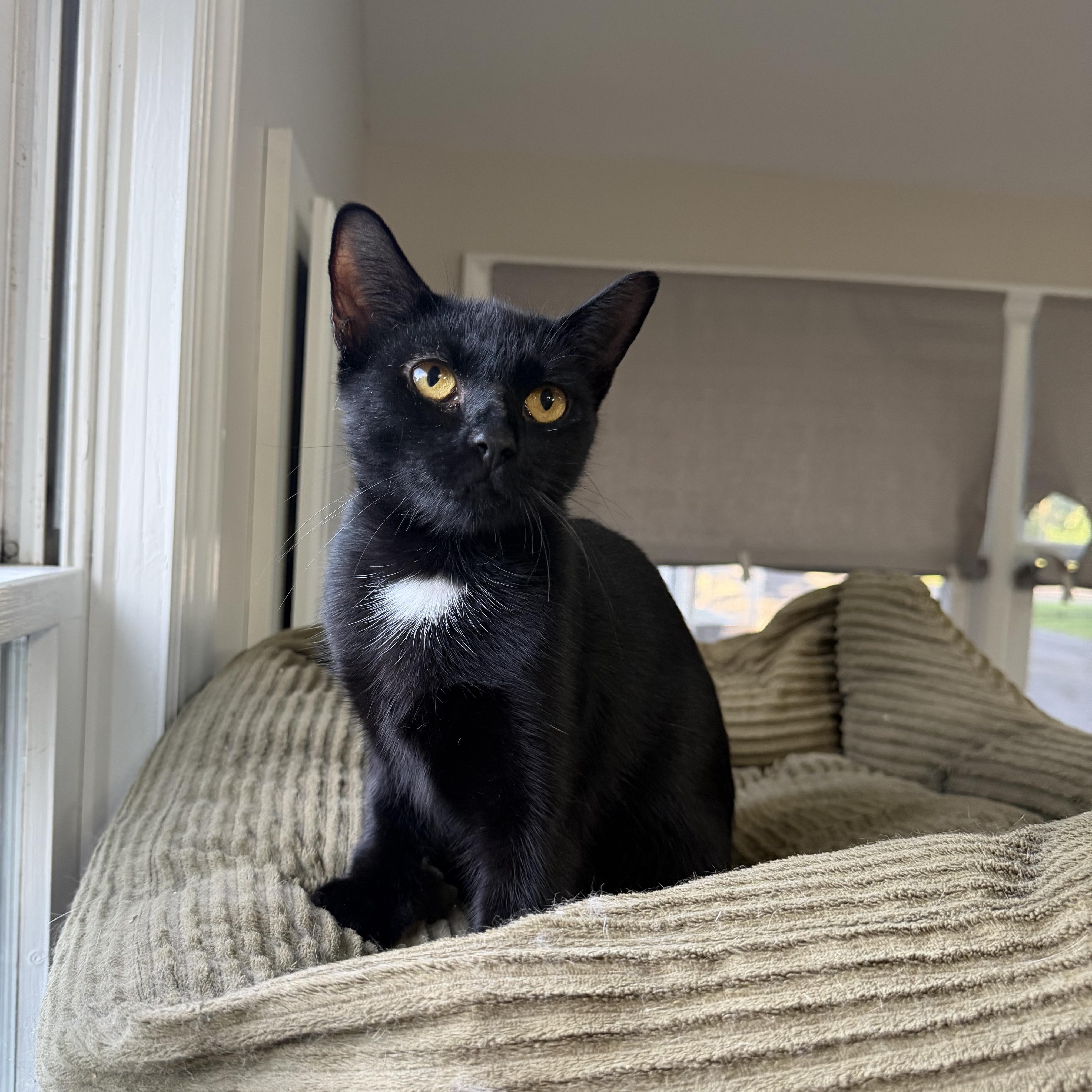 Enlarge JASMINE, a Adoptable Domestic Short Hair in Hamilton, NJ image 3/3
