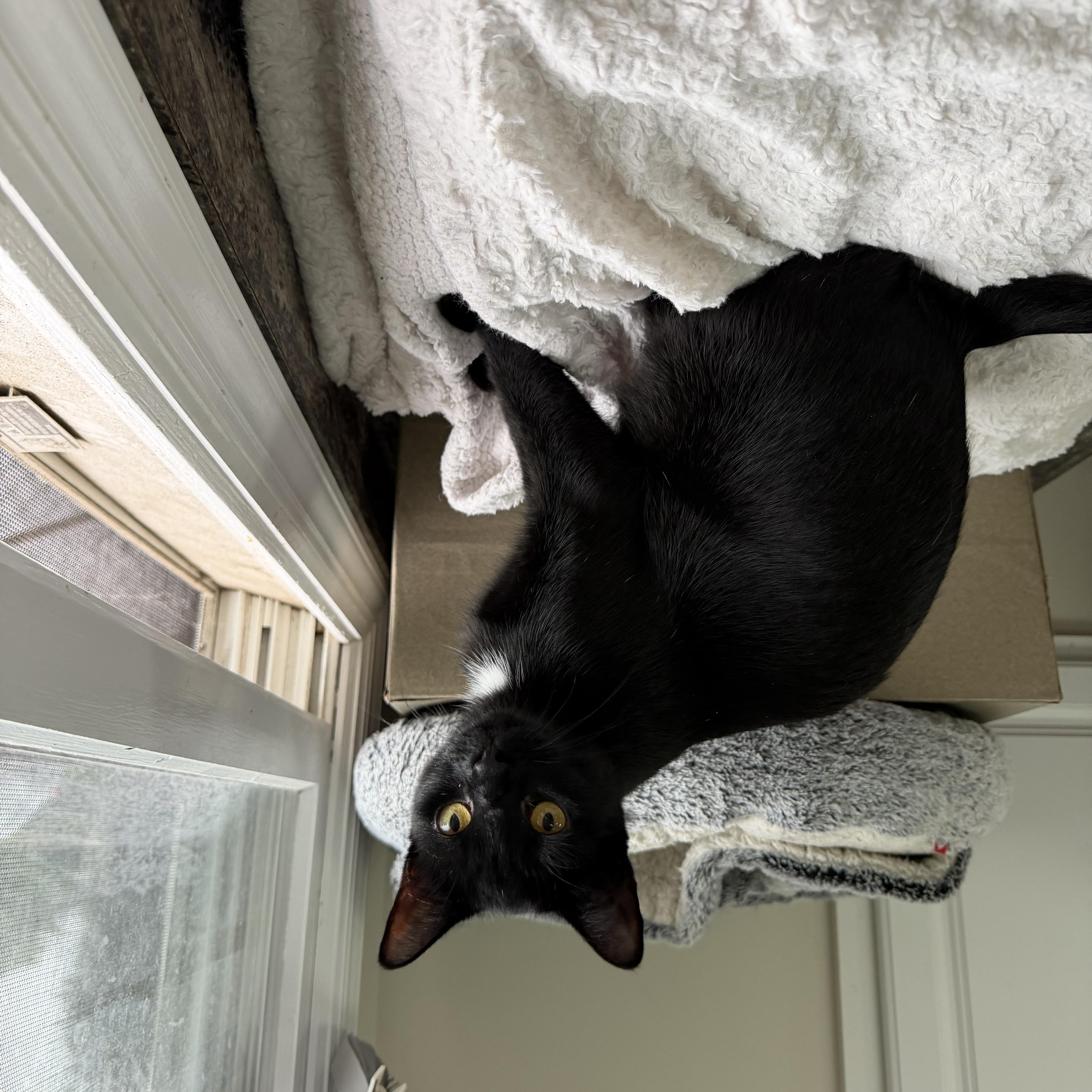 Enlarge JASMINE, a Adoptable Domestic Short Hair in Hamilton, NJ image 2/3