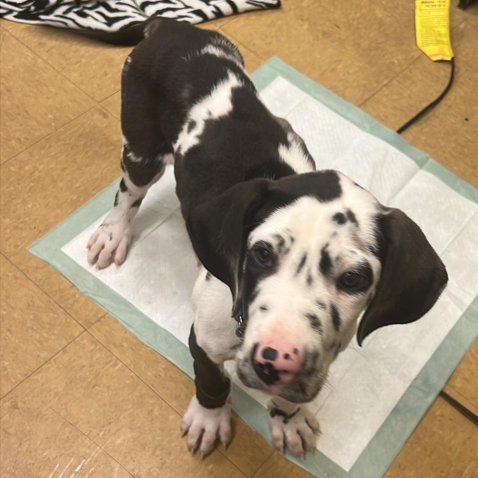 Ozzie, Adoptable, Puppy Male Great Dane.
