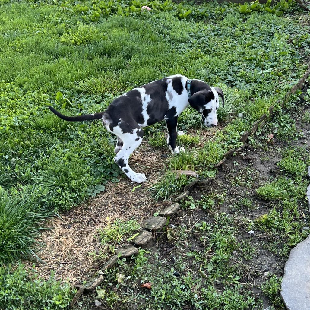 Ozzie, a Adoptable Great Dane in Sinking Spring, PA image 2/6