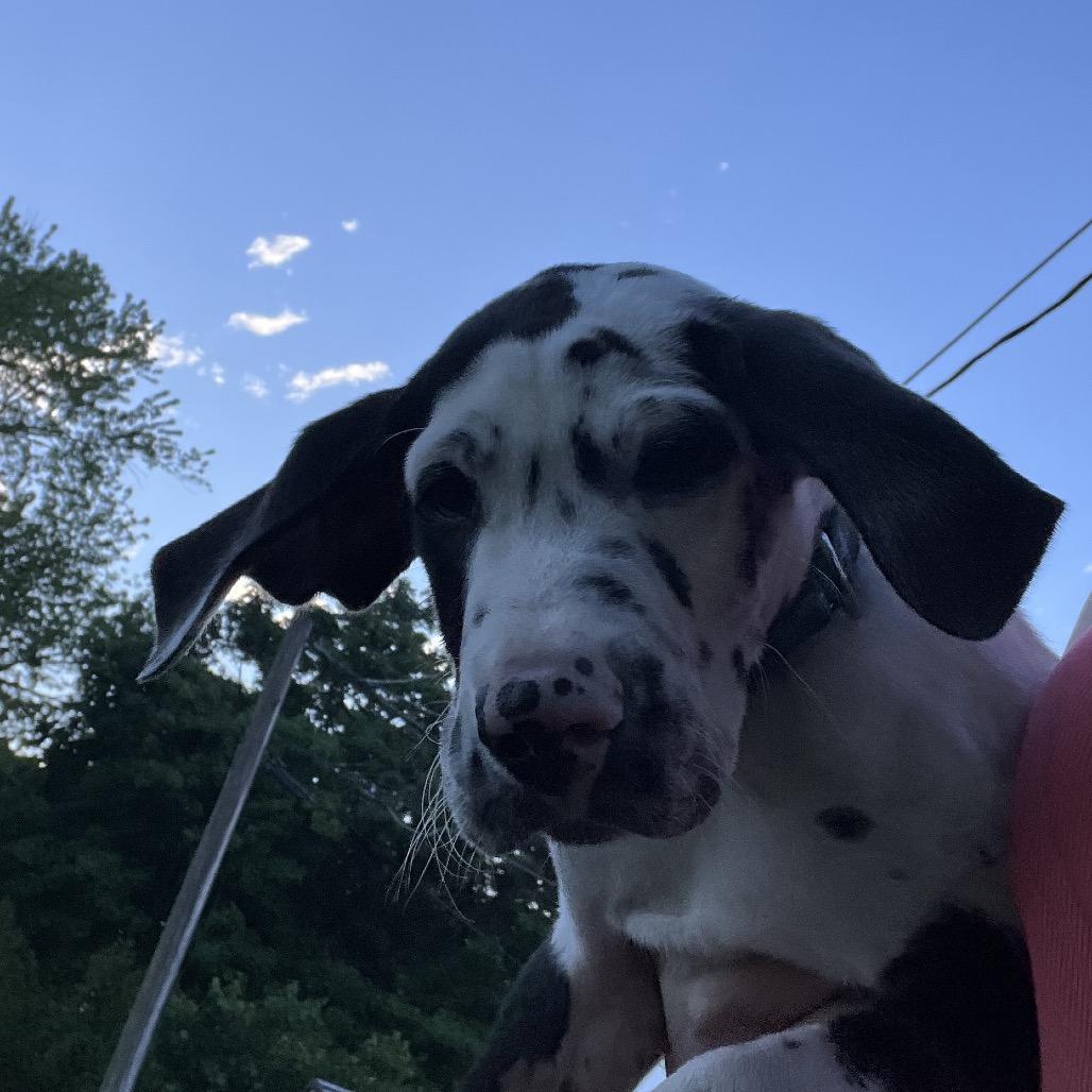 Ozzie, a Adoptable Great Dane in Sinking Spring, PA image 3/6