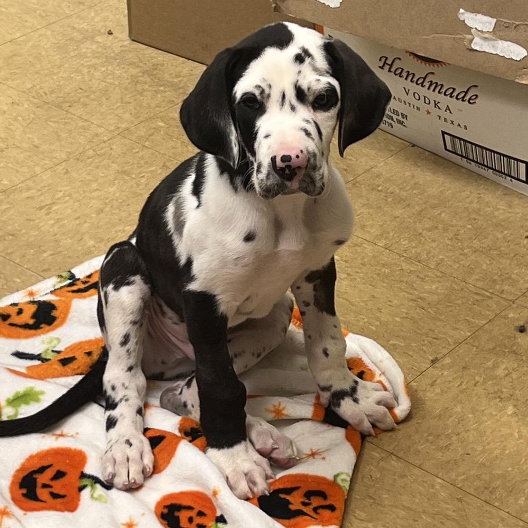 Ozzie, a Adoptable Great Dane in Sinking Spring, PA image 5/6