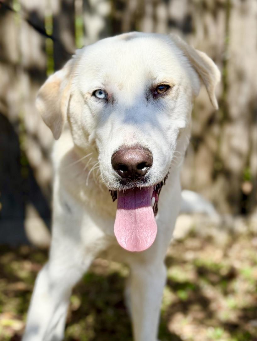 Gus, Adoptable, Young Male Great Pyrenees & Labrador Retriever.