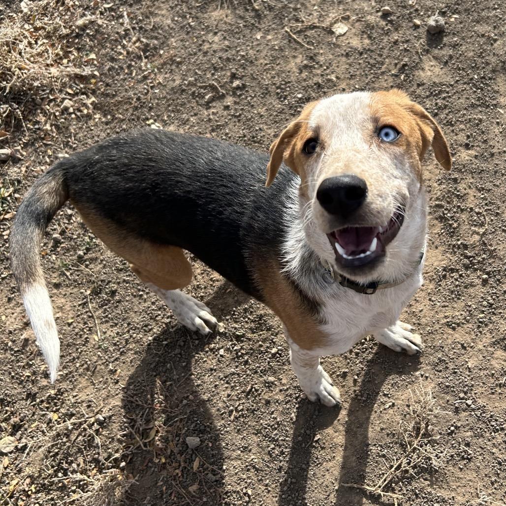 Baguette - Precious Boy!, a Adoptable Mixed Breed in Flagstaff, AZ image 1/6