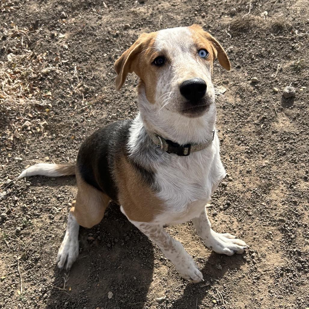 Baguette - Precious Boy!, a Adoptable Mixed Breed in Flagstaff, AZ image 2/6