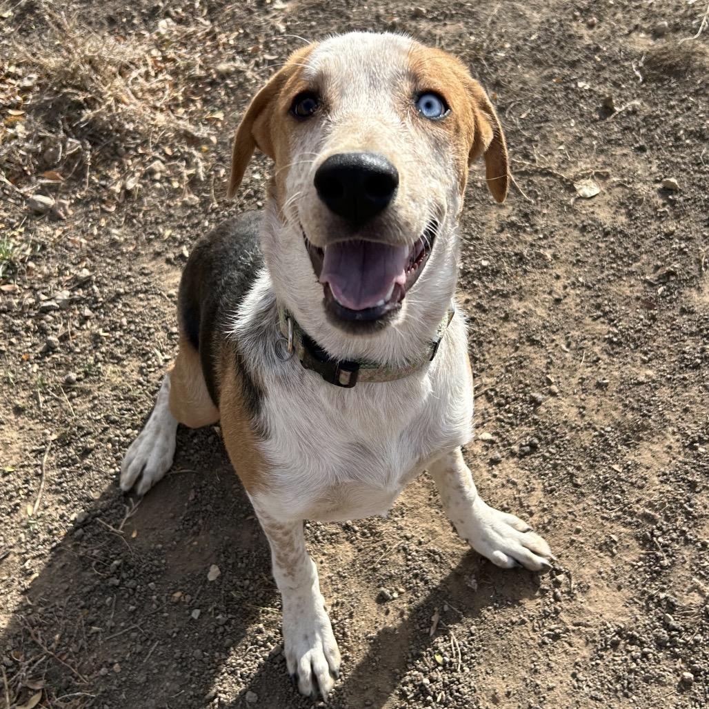 Baguette - Precious Boy!, a Adoptable Mixed Breed in Flagstaff, AZ image 3/6