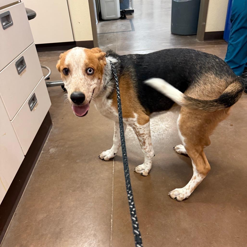 Baguette - Precious Boy!, a Adoptable Mixed Breed in Flagstaff, AZ image 4/6