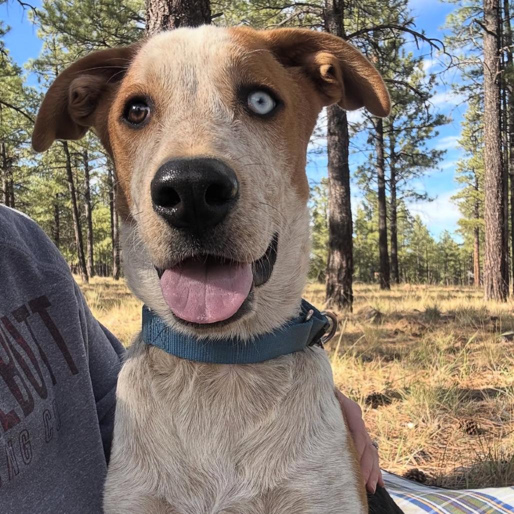 Baguette - Precious Boy!, a Adoptable Mixed Breed in Flagstaff, AZ image 5/6