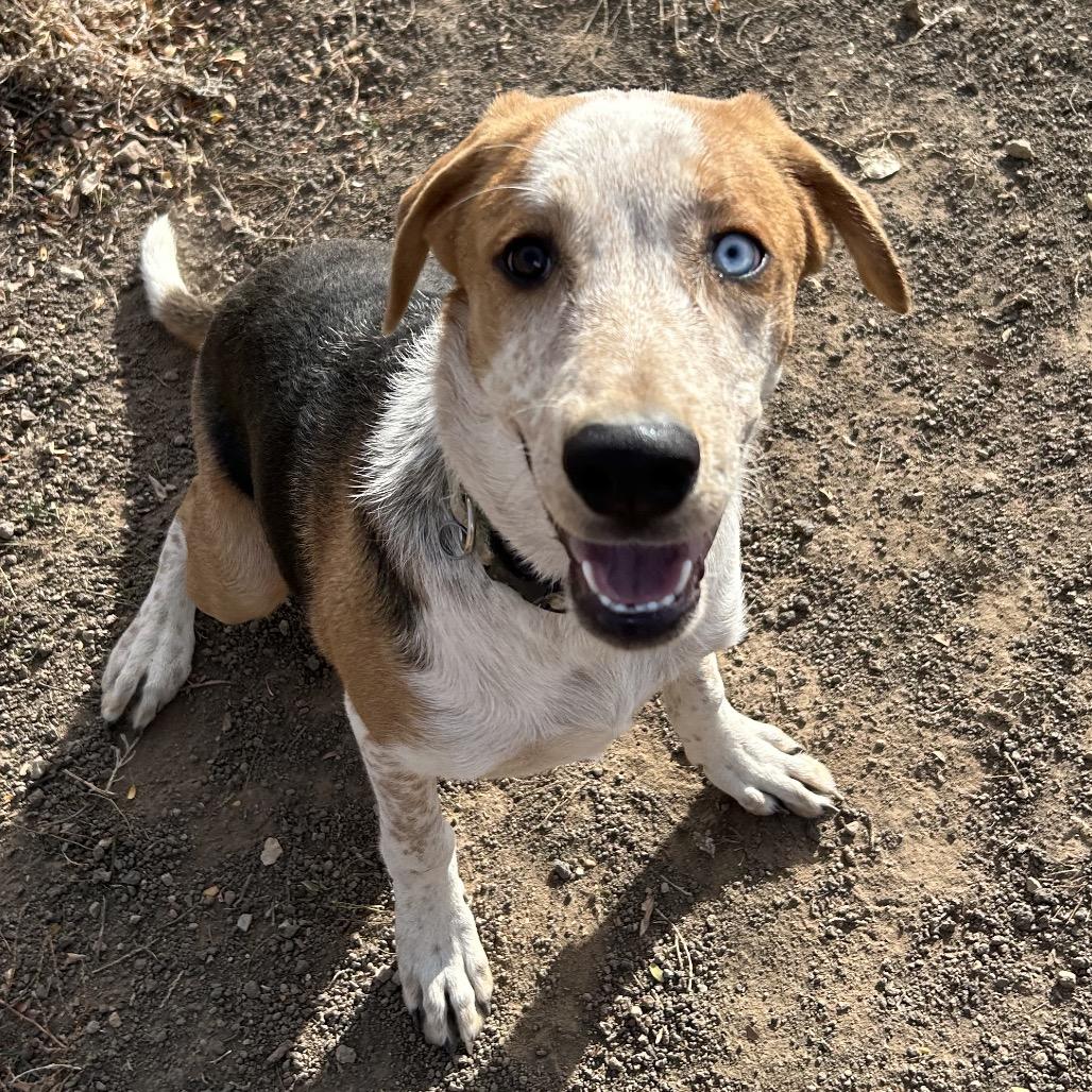 Baguette - Precious Boy!, a Adoptable Mixed Breed in Flagstaff, AZ image 6/6