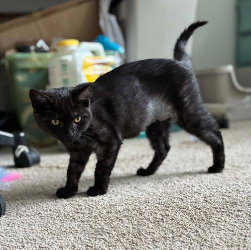 Panther, Adoptable, Kitten Female Domestic Short Hair.