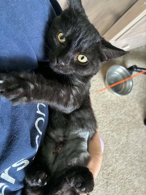 Enlarge Panther, a Adoptable Domestic Short Hair in Mount Royal, NJ image 2/3