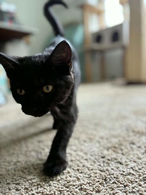 Enlarge Panther, a Adoptable Domestic Short Hair in Mount Royal, NJ image 3/3